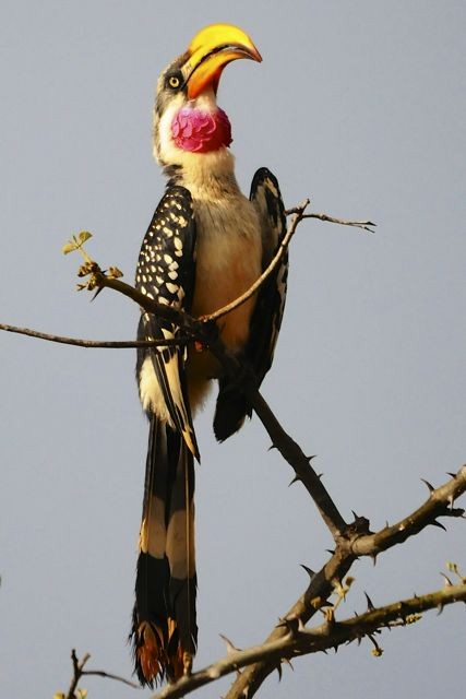 Eastern Yellow-billed Hornbill - ML204485281