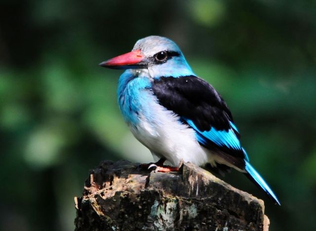 Blue-breasted Kingfisher - Jacques Erard