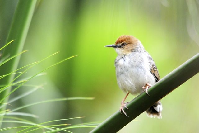 Carruthers's Cisticola - Jacques Erard