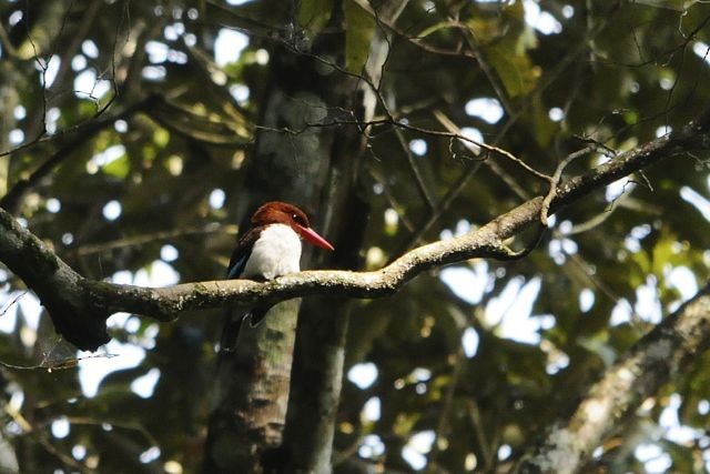 Chocolate-backed Kingfisher - ML204485631