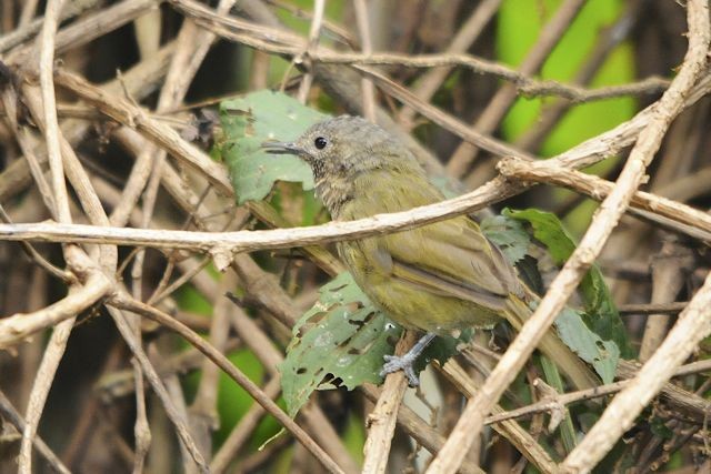 Grauer's Warbler - Jacques Erard