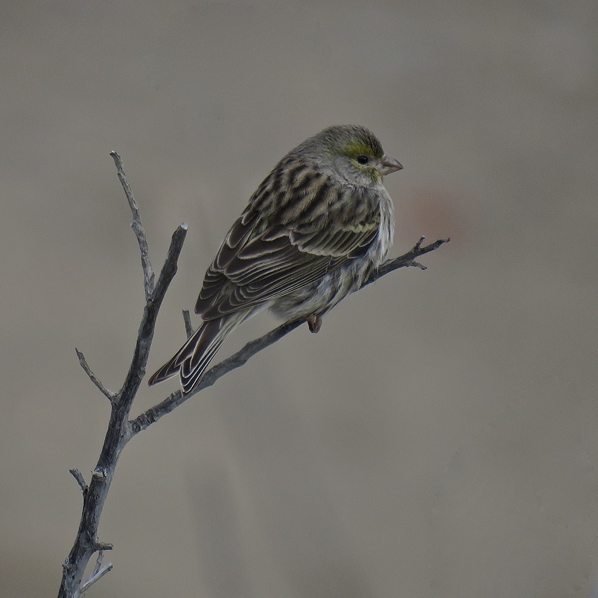 Island Canary - Erkki Lehtovirta