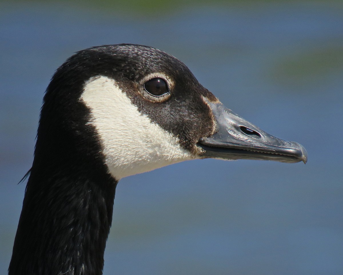 Canada Goose - Erkki Lehtovirta