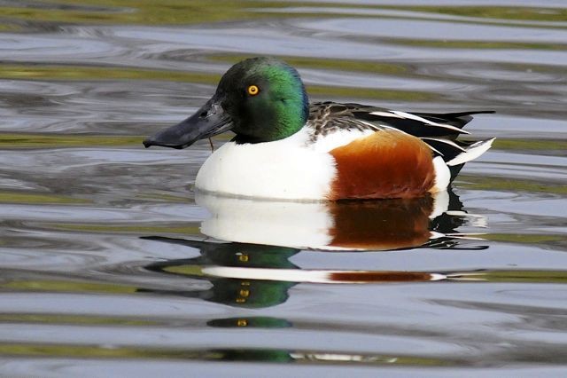 Northern Shoveler - ML204486821