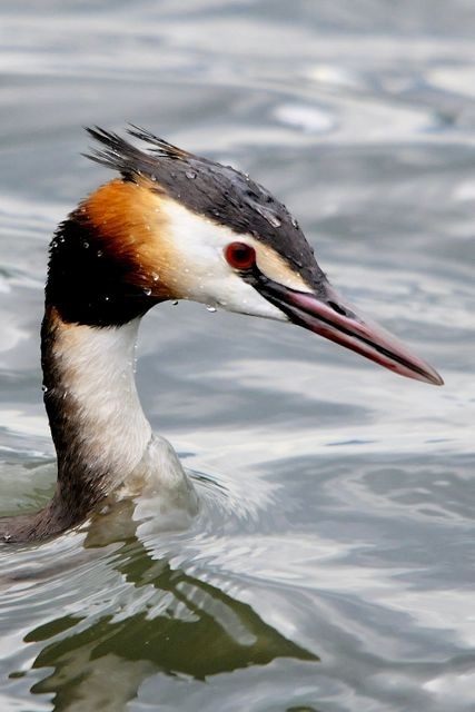 Great Crested Grebe - ML204487121