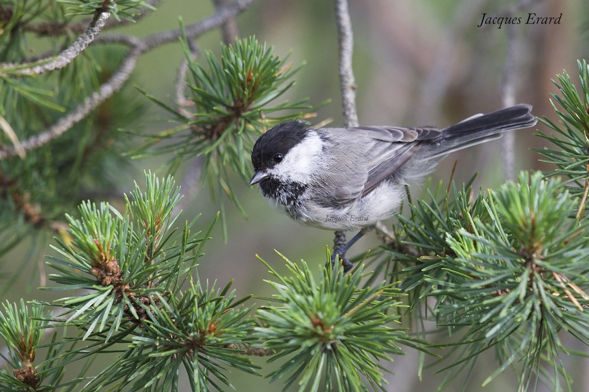 Willow Tit (Willow) - Jacques Erard