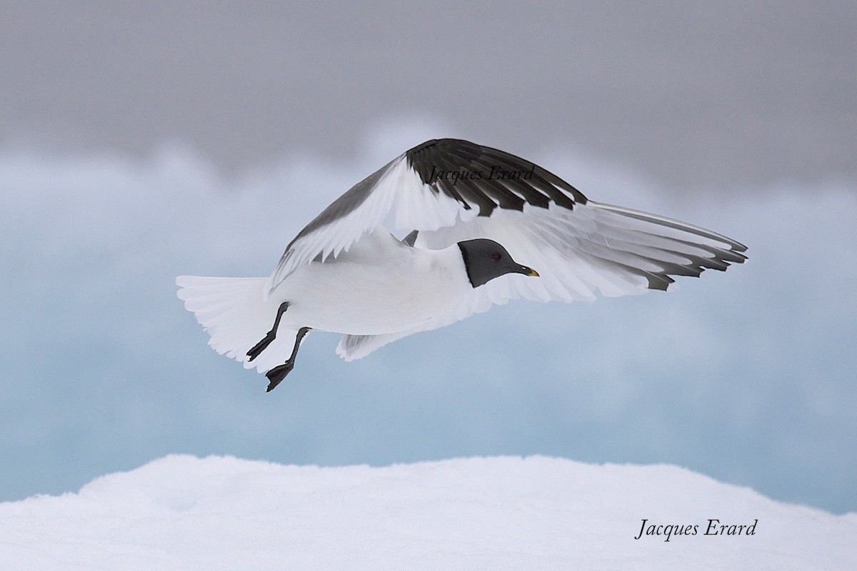 Sabine's Gull - ML204487441