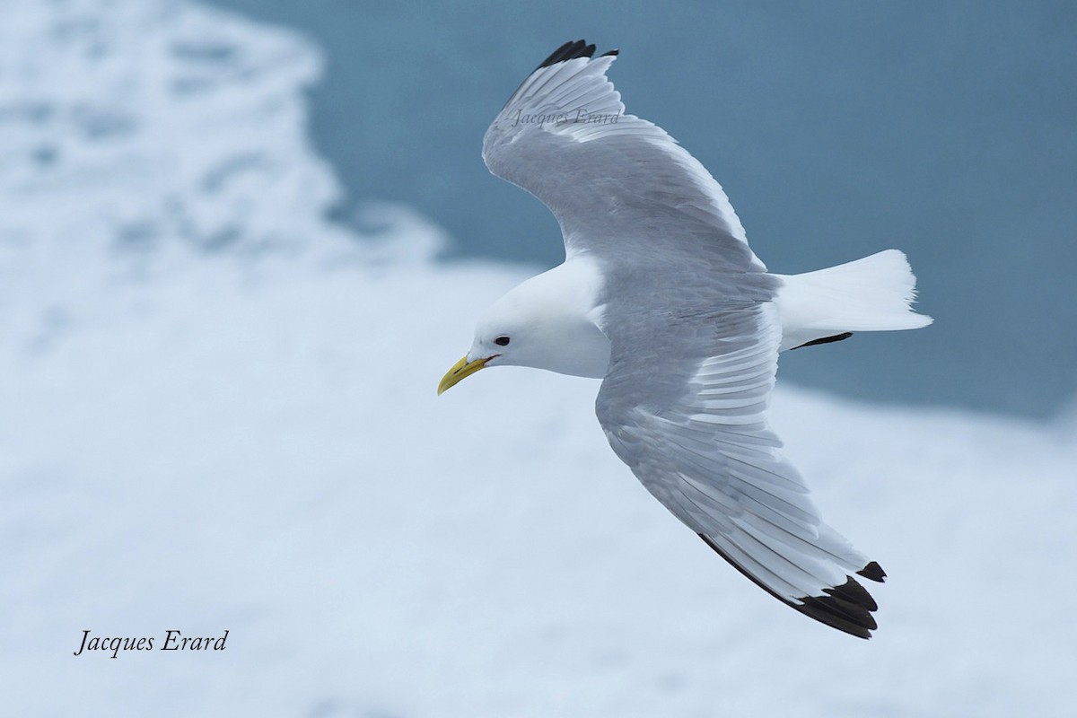 Black-legged Kittiwake (tridactyla) - Jacques Erard