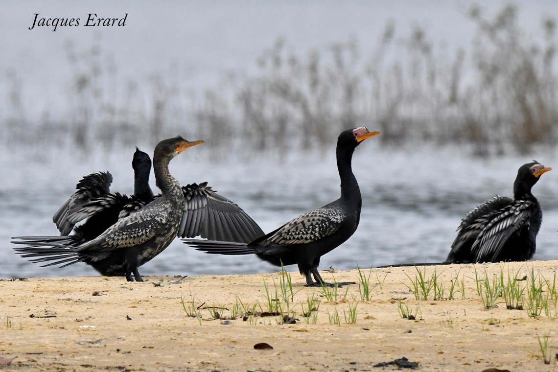 Long-tailed Cormorant - Jacques Erard