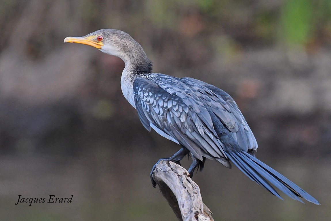 Cormorán Africano - ML204487681