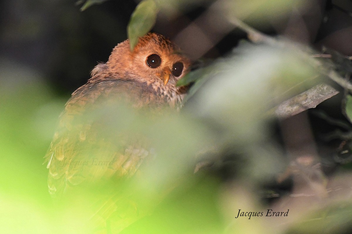 Vermiculated Fishing-Owl - Jacques Erard