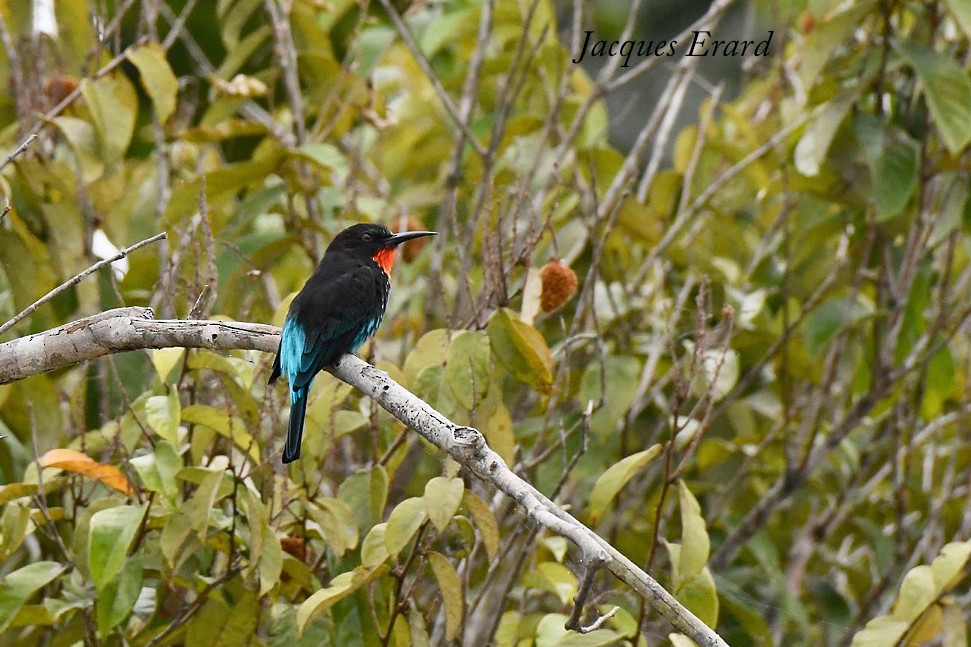 Black Bee-eater - ML204487771