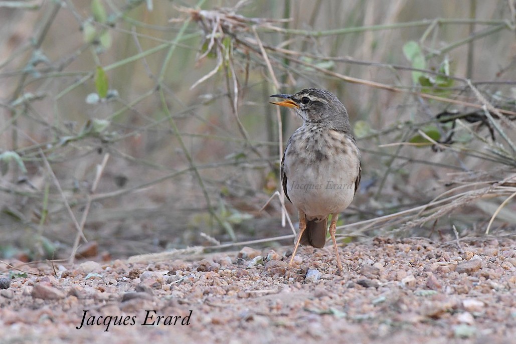 Pipit à longues pattes - ML204487921