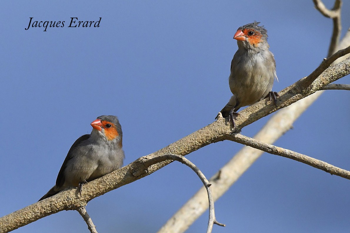 Orange-cheeked Waxbill - ML204487931