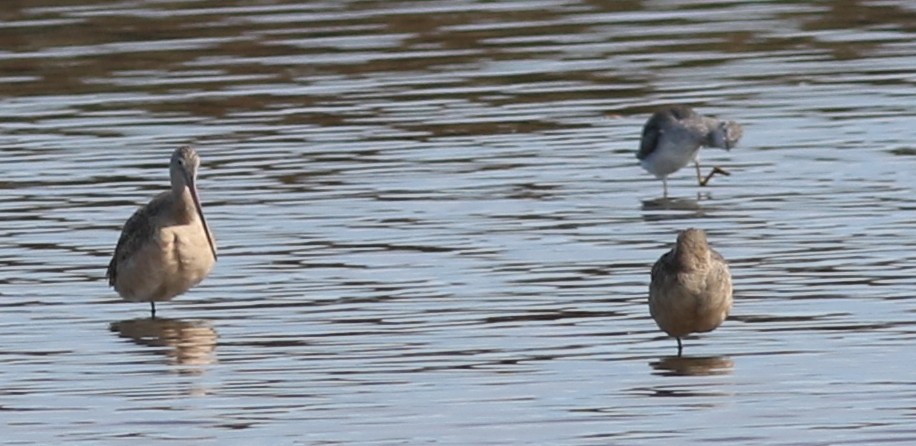 Marbled Godwit - ML20448821