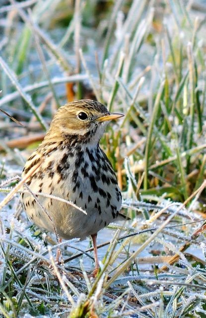 Meadow Pipit - ML204489001