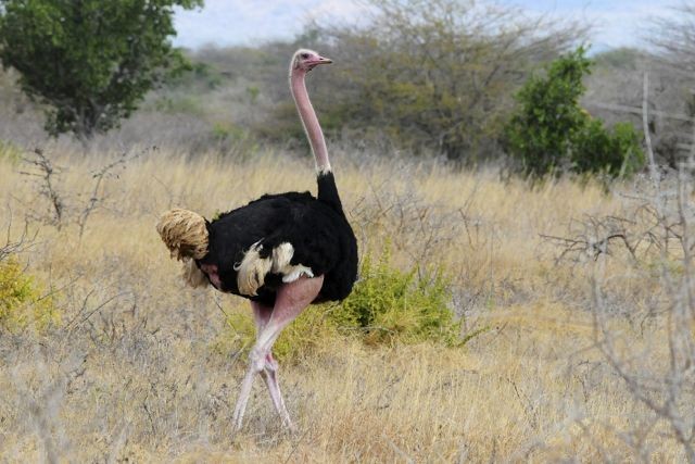 Common Ostrich - ML204489451