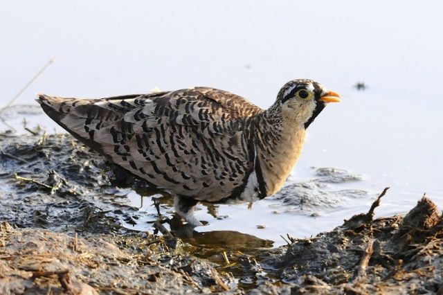 Black-faced Sandgrouse - ML204489471