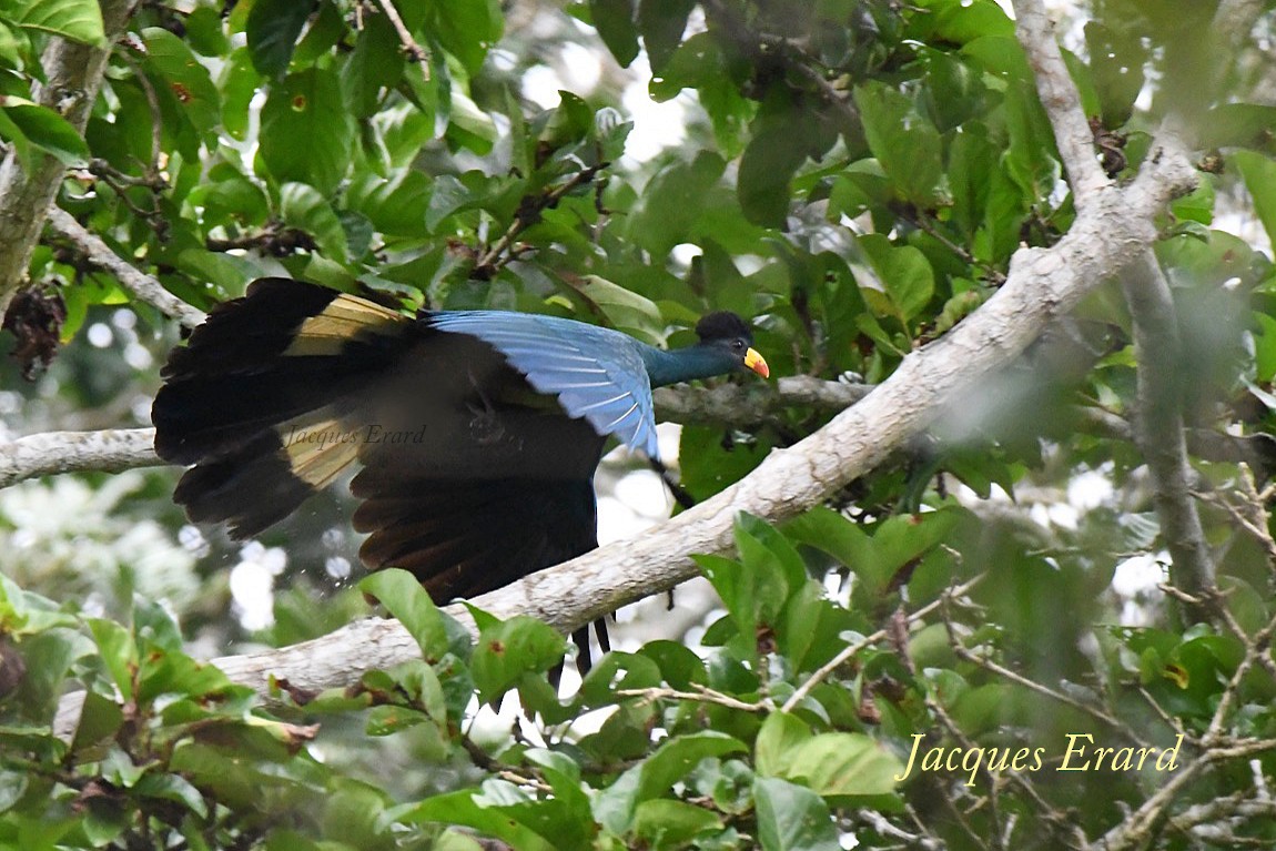 Great Blue Turaco - Jacques Erard