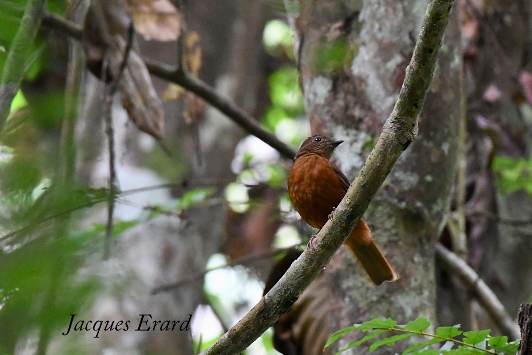 Rufous Flycatcher-Thrush - Jacques Erard