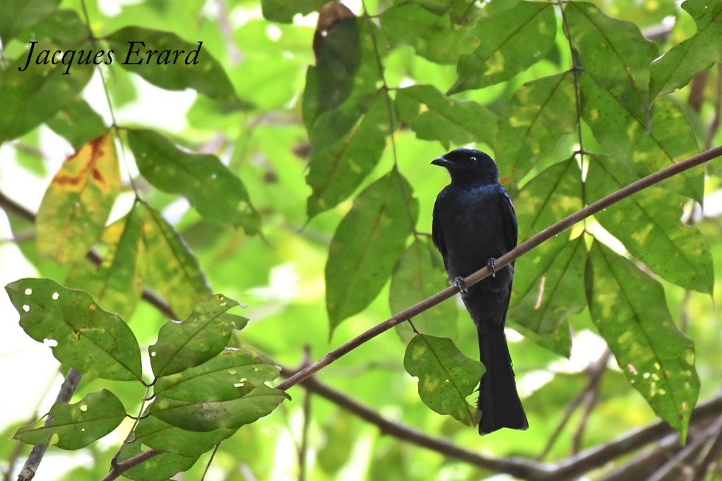 Shining Drongo - ML204489561