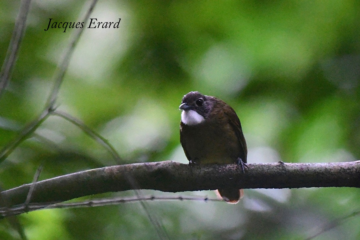 White-bearded Greenbul - ML204489611