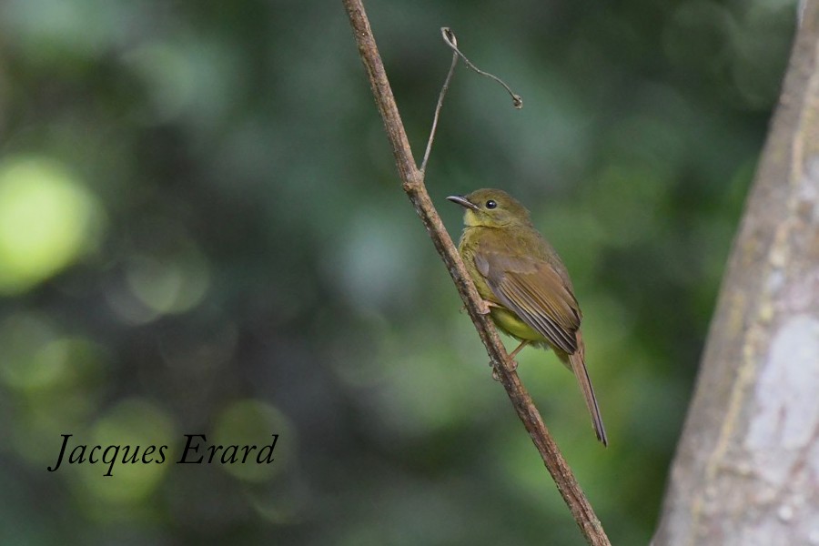 Bulbul verdâtre - ML204489621