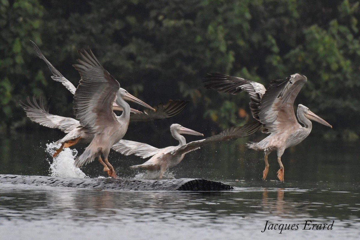 Pink-backed Pelican - ML204489681