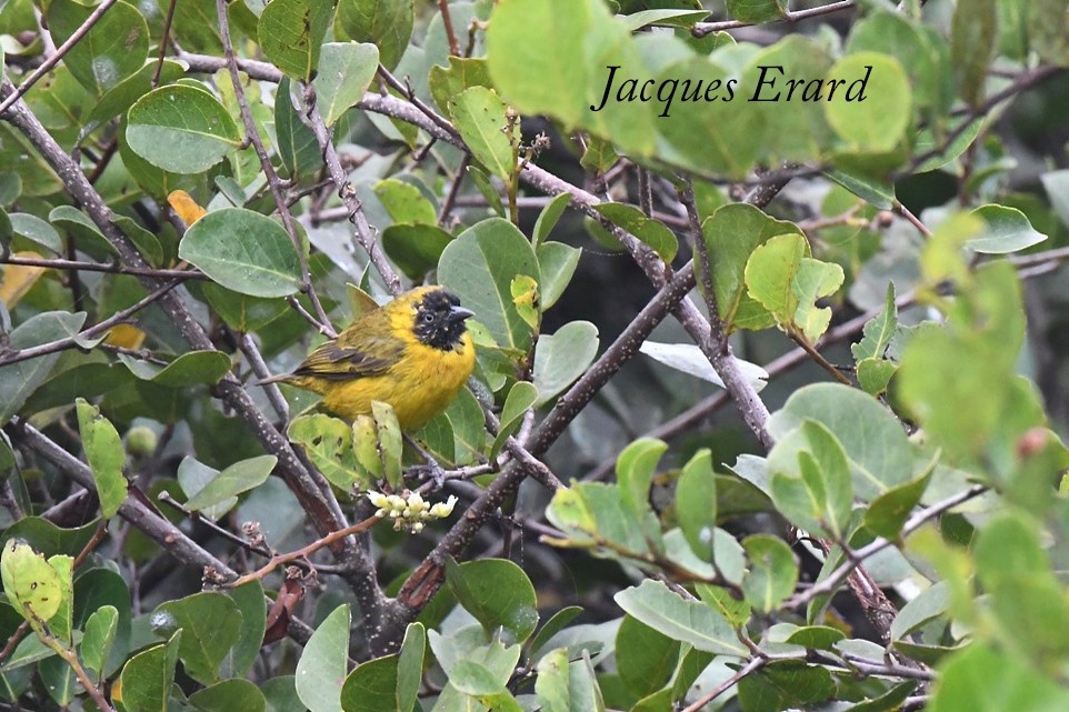 Slender-billed Weaver - ML204489711