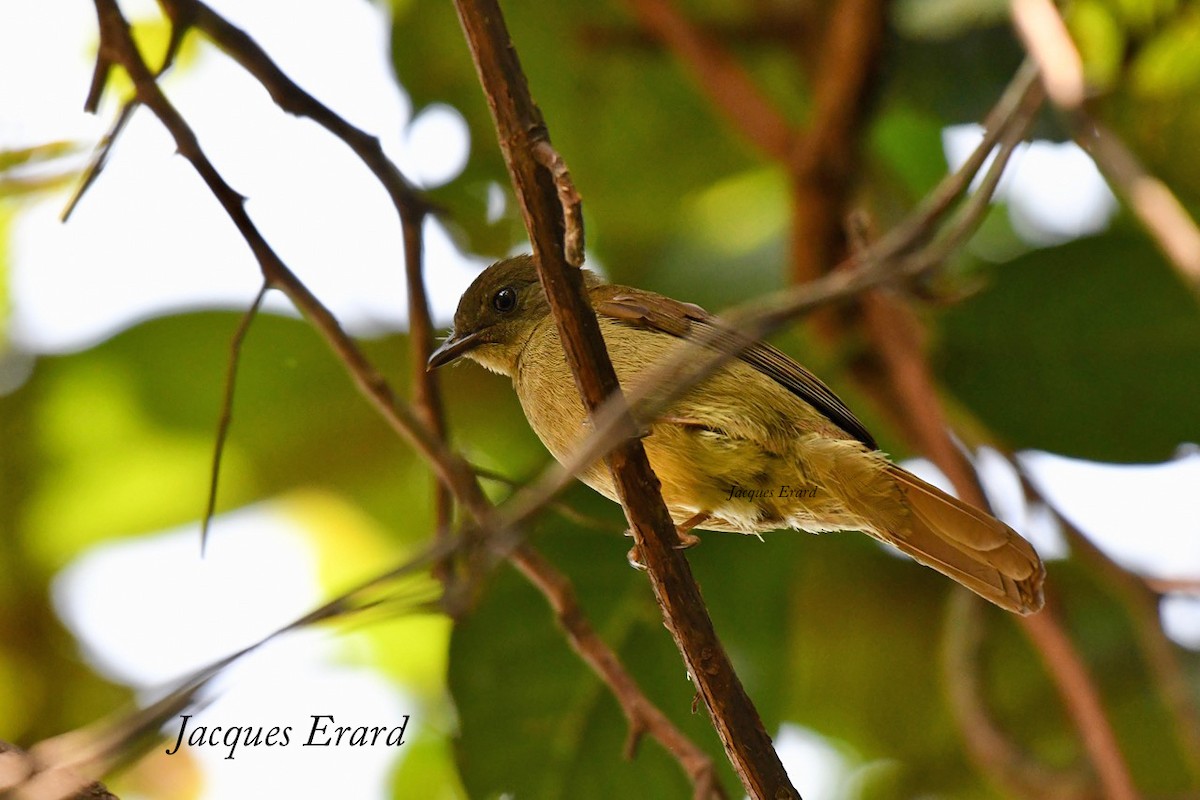 Little Greenbul - ML204489761