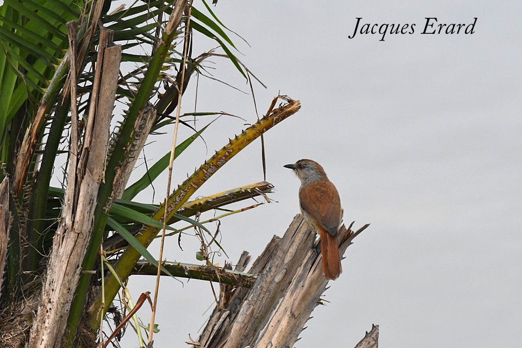 Rufous-tailed Palm-Thrush - ML204489781