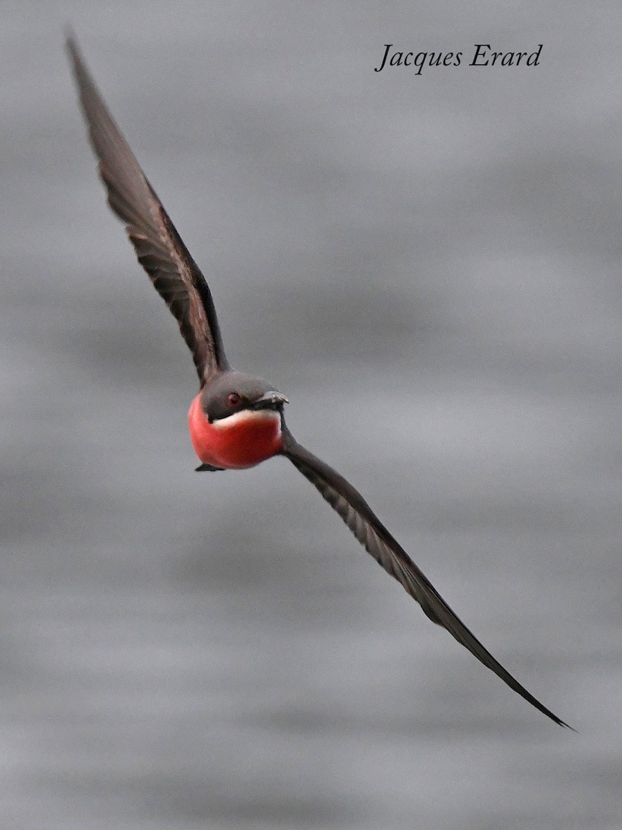 Rosy Bee-eater - ML204489821