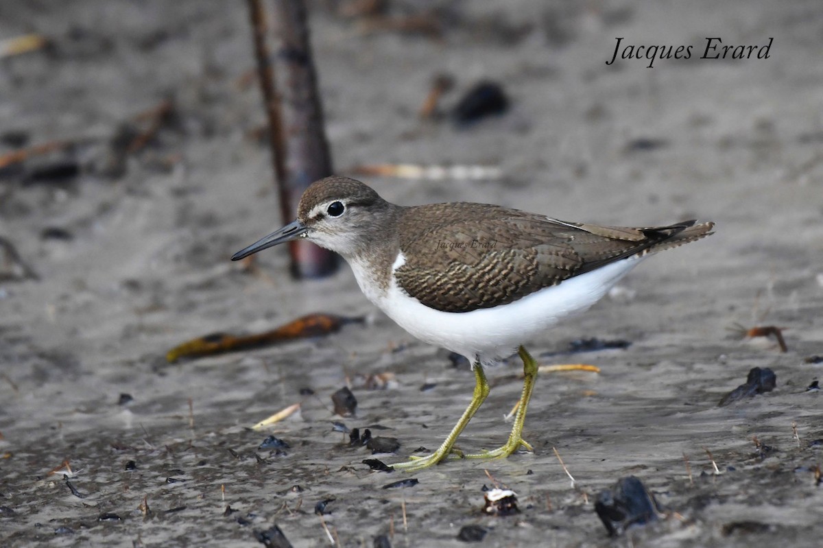 Common Sandpiper - ML204489831