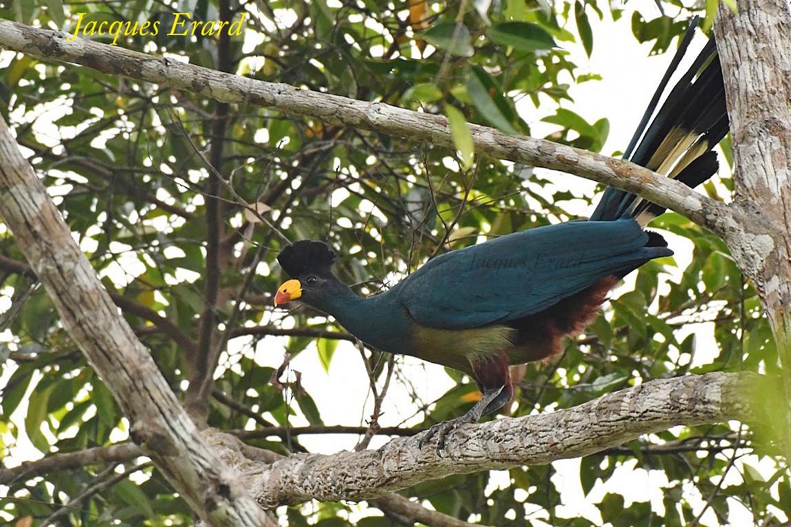 Great Blue Turaco - ML204489851