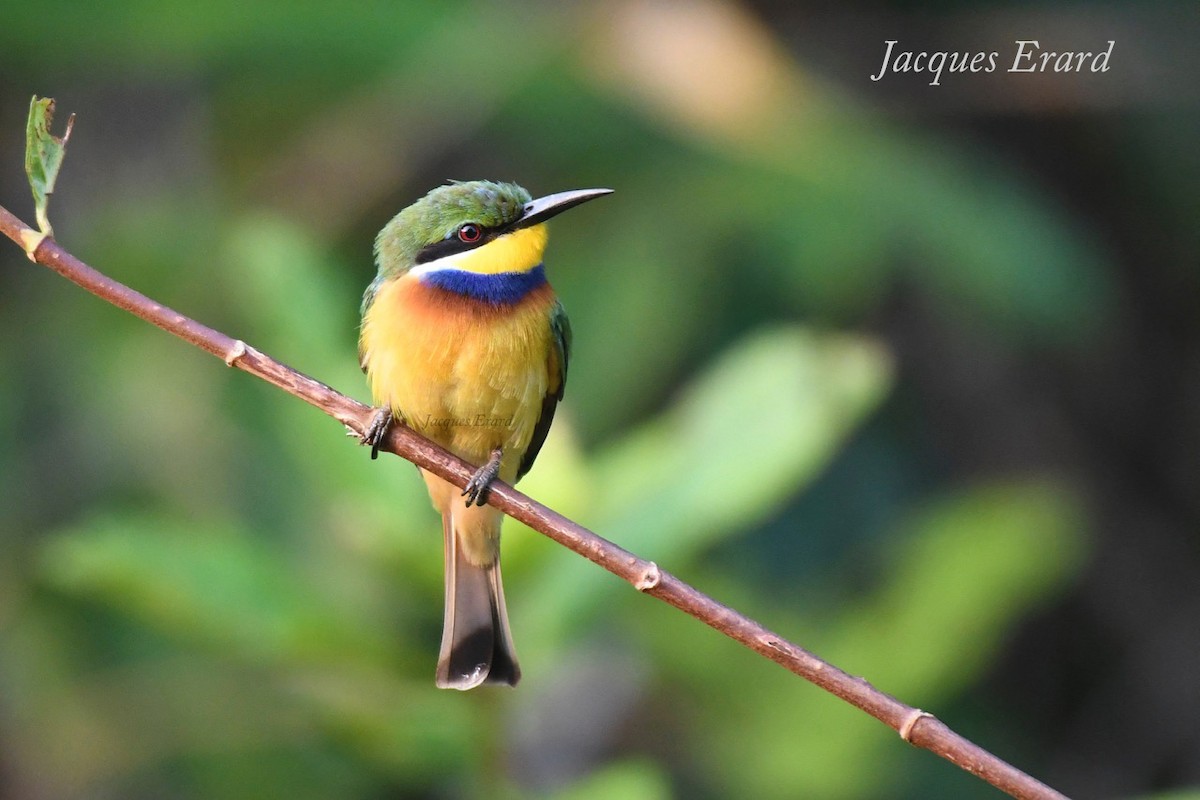 Blue-breasted Bee-eater - ML204489861