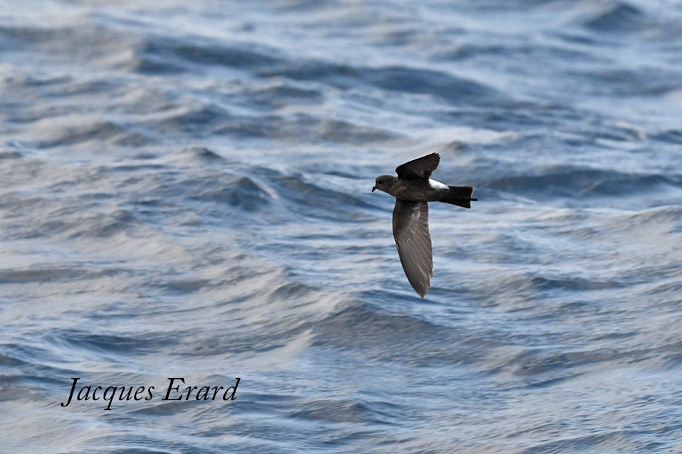 Wilson's Storm-Petrel - Jacques Erard