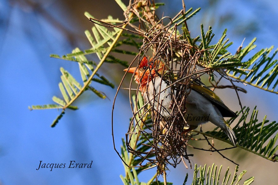 Red-headed Weaver (Southern) - eBird