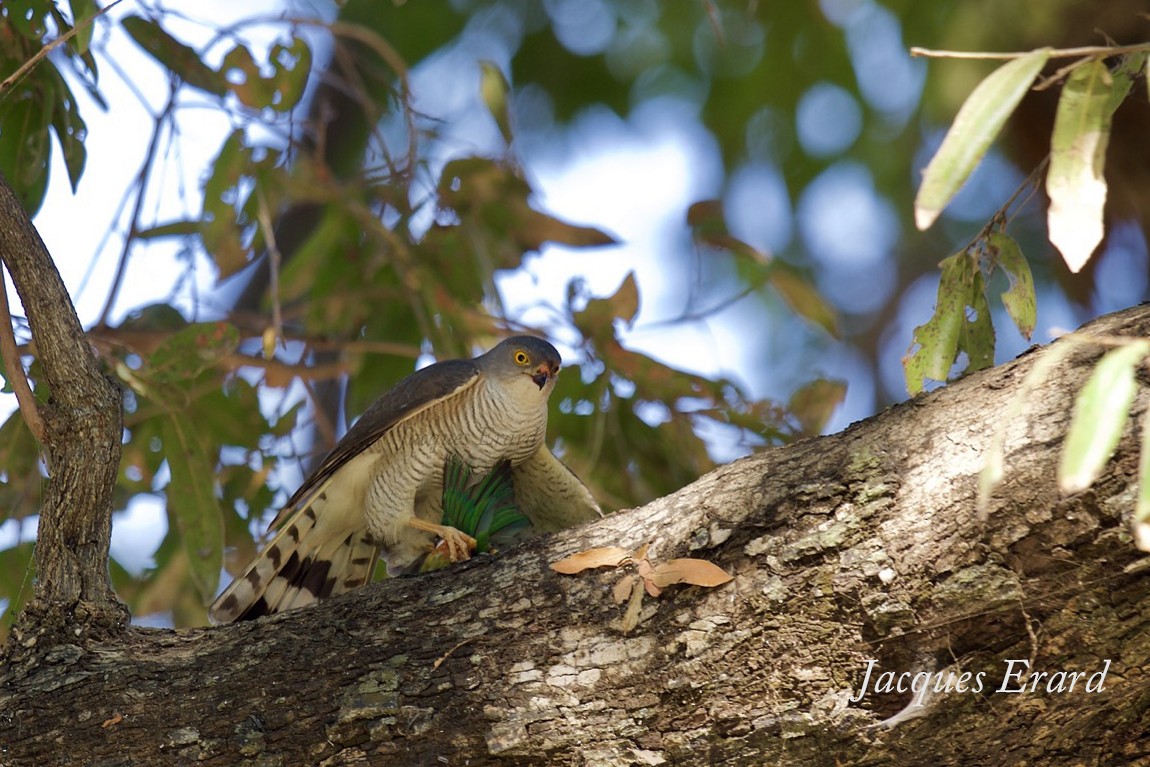 Little Sparrowhawk - ML204490021