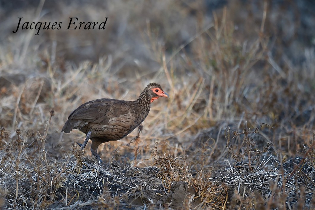 Swainson's Spurfowl - ML204490041