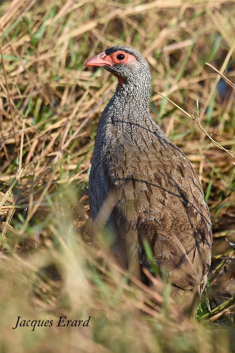 Francolin à gorge rouge - ML204490161