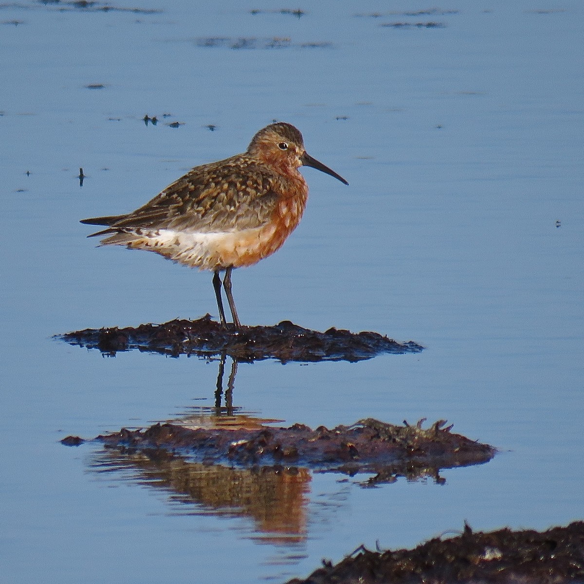 Curlew Sandpiper - Erkki Lehtovirta