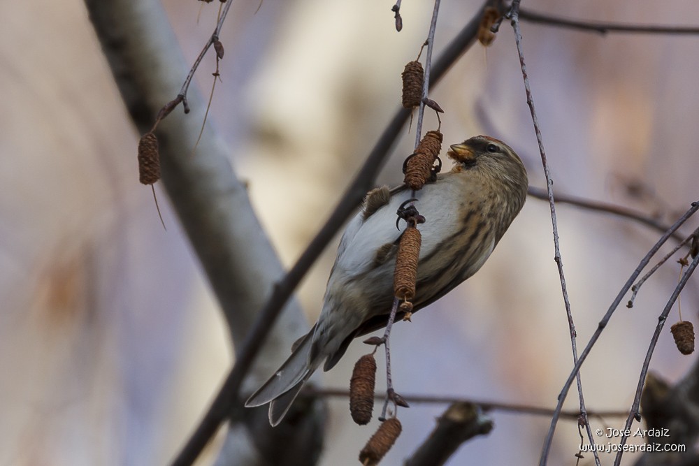 Lesser Redpoll - ML20449061