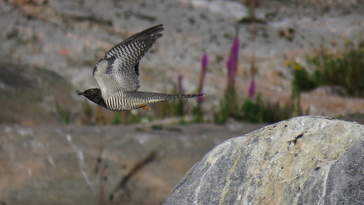 Common Cuckoo - ML204490641