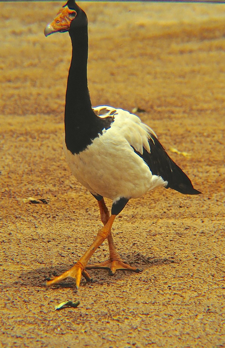 Magpie Goose - ML204490921