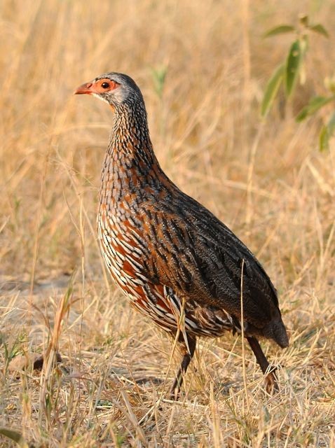 Francolin à poitrine grise - ML204491121