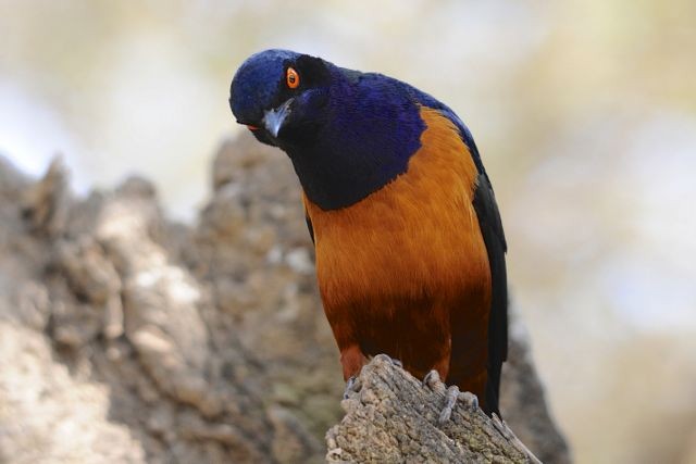 Hildebrandt's Starling - ML204491151