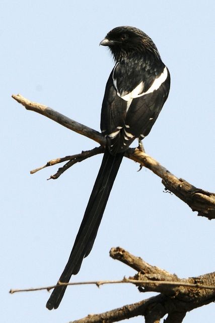 Magpie Shrike - ML204491161