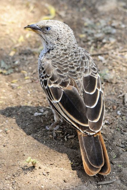 Rufous-tailed Weaver - ML204491261