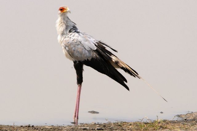 Secretarybird - ML204491301