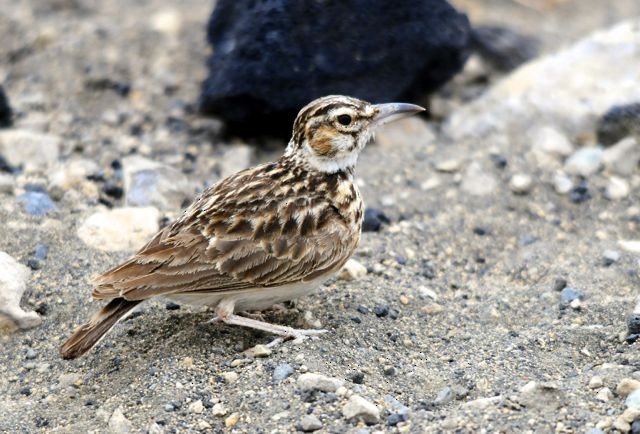 Short-tailed Lark - Jacques Erard